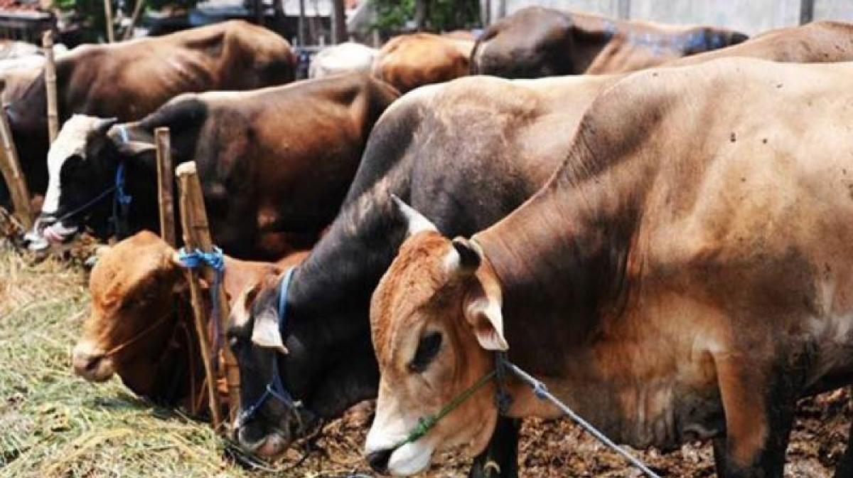 Beef ban: SC to hear Maharashtra Govt appeal challenging Bombay HC order